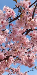 Flowers,Sky,Beauty,Branches,Mood,Flowering,Bloom,Spring