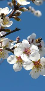 Flowers,Sky,Bees,Branches,Bloom,Flowering,Pollination,Spring