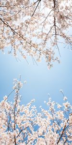 Flowers,Sky,Bloom,Flowering,Branch