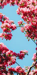 Flowers,Sky,Branches,Bloom,Flowering