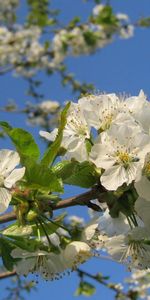 Branches,Fleurs,Humeur,Sky,Floraison,Source,Ambiance,Printemps