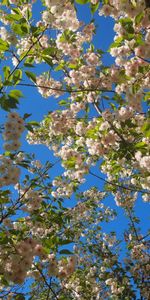 Branches,Source,Humeur,Ambiance,Floraison,Fleurs,Printemps,Sky