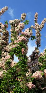 Flowers,Sky,Branches,Bloom,Flowering,Mood,Spring