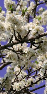 Flowers,Sky,Branches,Evening,Flowering,Bloom,Spring