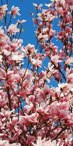 Flowers,Sky,Branches,Flowering,Magnolia,Bloom,Spring