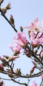 Flowers,Sky,Branches,Flowering,Magnolia,Bloom,Spring