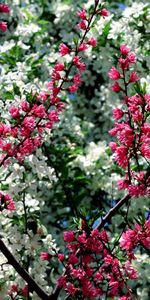 Flowers,Sky,Branches,Mood,Pink,Flowering,Bloom,Spring