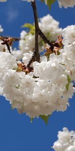 Flowers,Sky,Branches,Mood,Snow White,Crisp White,Leaves,Flowering,Bloom,Spring