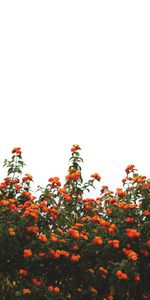 Flowers,Sky,Bush,Flowering,Bloom