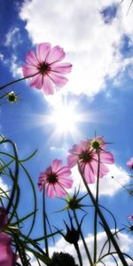 Flowers,Sky,Clouds