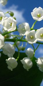 Flowers,Sky,Clouds,Bluebells,Greens,Lily Of The Valley