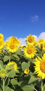 Flowers,Sky,Clouds,Field,Sunny,Sunflowers