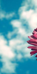 Flowers,Sky,Clouds,Flower,Daisy