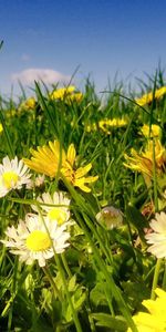 Flores,Cielo,Nubes,Verduras,Camomila,Claro,Polyana,Soleado