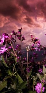 Flowers,Sky,Clouds,Greens,Mainly Cloudy,Overcast,Glade,Polyana