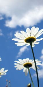 Ensoleillé,Dégager,Domaine,Champ,Je Vois,Nuages,Camomille,Fleurs,Sky