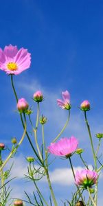 Cosmos,Flores,Cielo,Nubes,Kosmeya