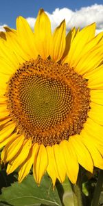 Flowers,Sky,Clouds,Shine,Light,Field,Sunflowers