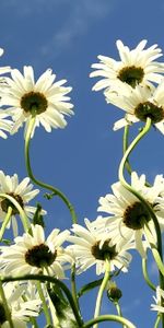 Flowers,Sky,Clouds,Summer,Camomile