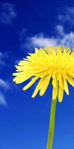 Flores,Cielo,Nubes,Verano,Diente De León