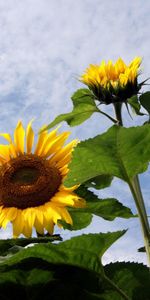 Flowers,Sky,Clouds,Summer,Field,Sunflowers