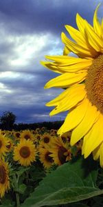 Flores,Cielo,Nubes,Verano,Campo,Girasoles