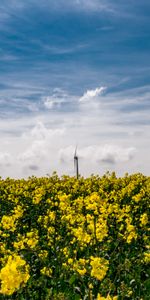 Flowers,Sky,Field