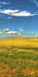 Naturaleza,Flores,Cielo,Campo,Paisaje