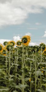 Flores,Cielo,Campo,Girasoles