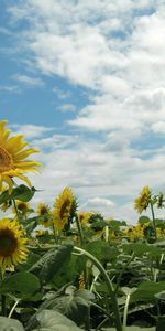 Flowers,Sky,Field,Sunny,Summer,Sunflowers