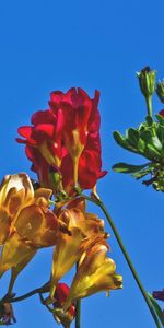 Flowers,Sky,Flower Bed,Flowerbed,Different,Bright,Freesia