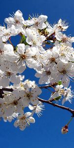 Flores,Cielo,Florecer,Rama,Claro,Primavera,Floración