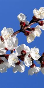 Flowers,Sky,Flowering,Branch,Mood,Bloom,Spring