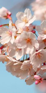 Flowers,Sky,Flowering,Branch,Mood,Bloom,Spring