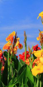 Flowers,Sky,Gladiolus,Greens,Buds