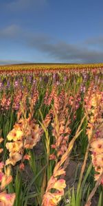 Flowers,Sky,Gladiolus,Horizon,Field