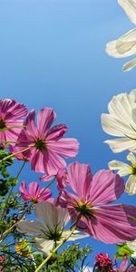 Flowers,Sky,Greens,Height,Kosmeya,Cosmos