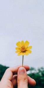 Flowers,Sky,Hand,Flower