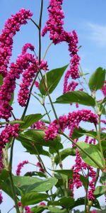 Flowers,Sky,High,Pink,Greens