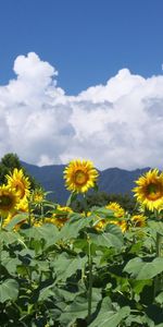 Flowers,Sky,Horizon,Field,Clouds,Sunflowers