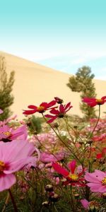 Flowers,Sky,Horizon,Glade,Kosmeya,Cosmos,Polyana