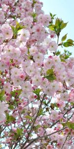 Flowers,Sky,Leaves,Branches,Bloom,Flowering,Mood,Spring