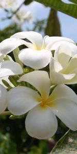 Flowers,Sky,Leaves,Petals