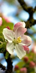 Flowers,Sky,Leaves,Wood,Tree,Drop,Bloom,Flowering,Spring