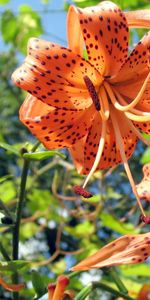 Flowers,Sky,Lilies,Spotted,Flower Bed,Flowerbed,Stamens,Greens