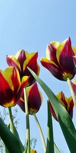 Flowers,Sky,Loose,Disbanded,Mottled,Tulips,Variegated,Spring