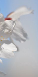 Flowers,Sky,Macro,Flowering,Color,Spring,Bloom