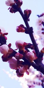 Flowers,Sky,Macro,Shine,Light,Lilac,Violet,Purple