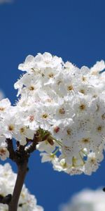 Flowers,Sky,Macro,Tree,Flowering,Branch,Wood,Bloom,Spring