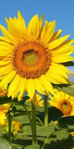 Flowers,Sky,Mountains,Field,Sunny,Sunflowers